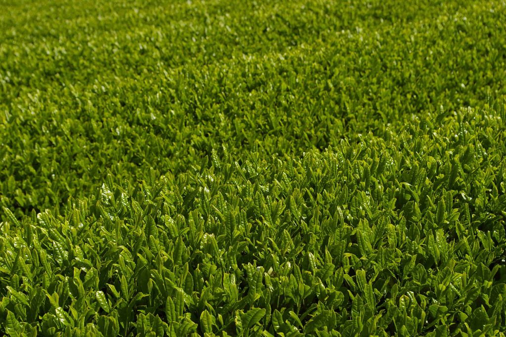 土佐茶の茶畑 新芽のクローズアップ