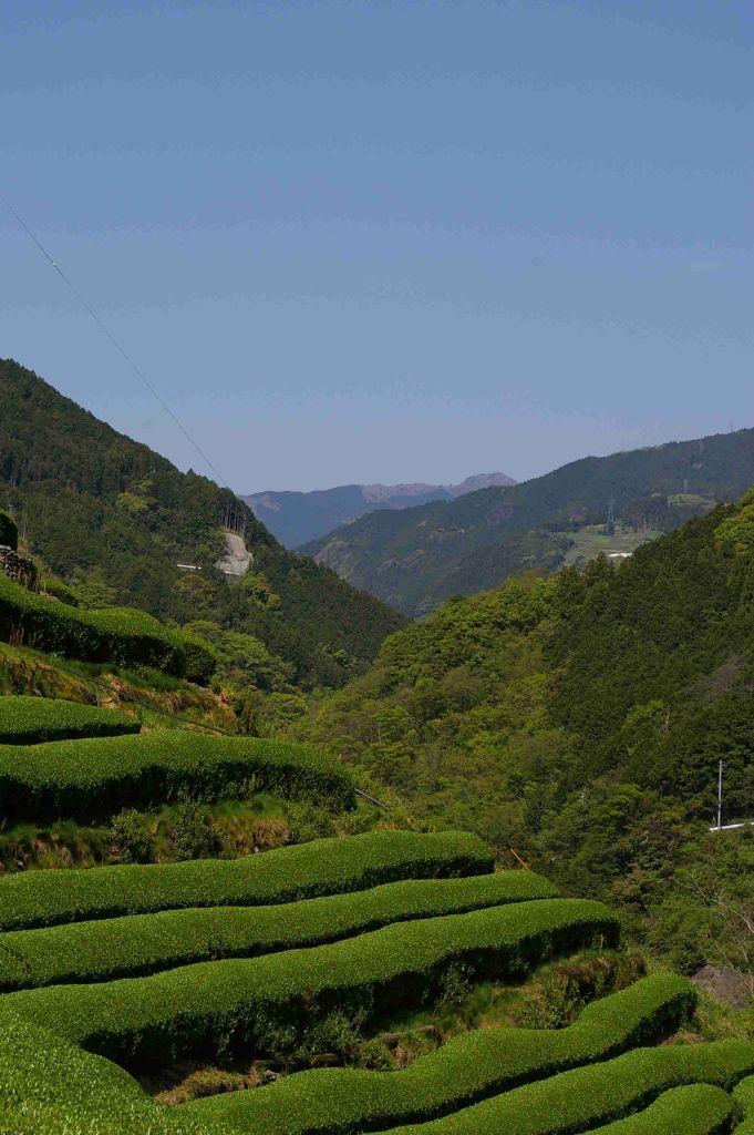 山あいの段々茶畑